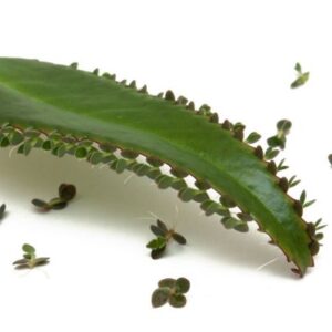 Kalanchoe