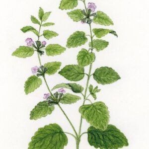 Menta