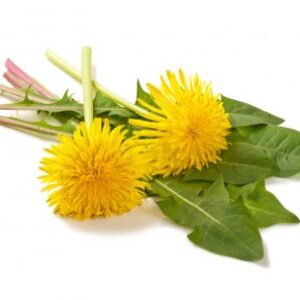 Diente de león