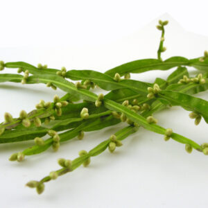 Carqueja