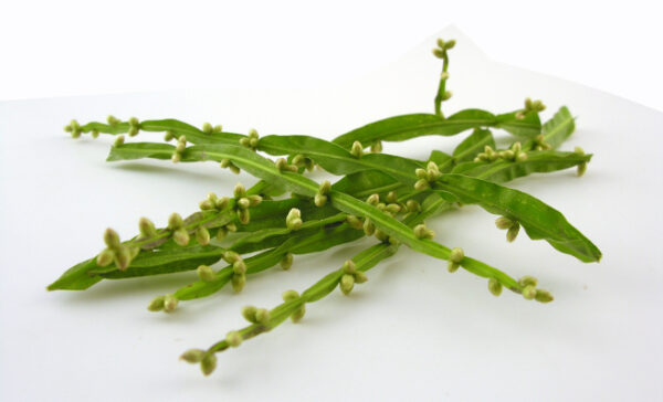 Carqueja