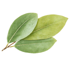 Coca