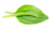Llantén