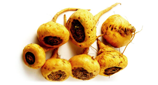 Maca