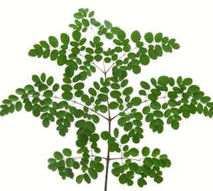 Moringa