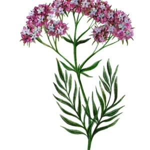 Valeriana