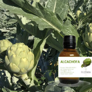 ALCACHOFA