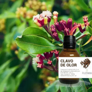 CLAVO DE OLOR