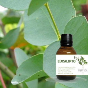 EUCALIPTO