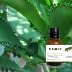 KALANCHOE