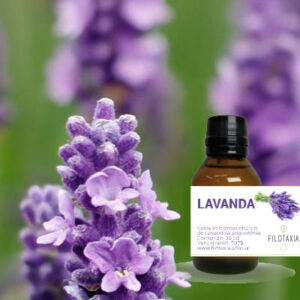 LAVANDA