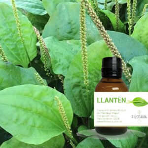LLANTÉN