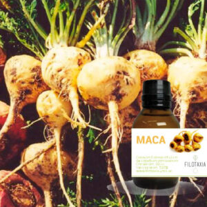 MACA