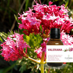 VALERIANA